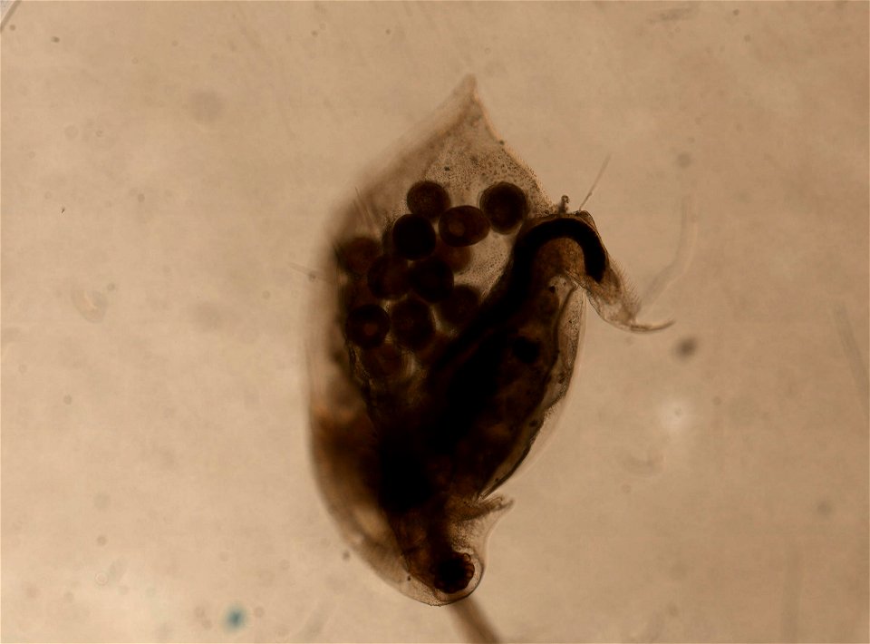 PRESERVED_SPECIMEN; ; ; microslide; HYPOTYPE. See: Brooks, John L. 1957. The systematics of North American Daphnia. Memoirs of the Connecticut Academy of Arts and Sciences. 13: 1-180.; IZ nu