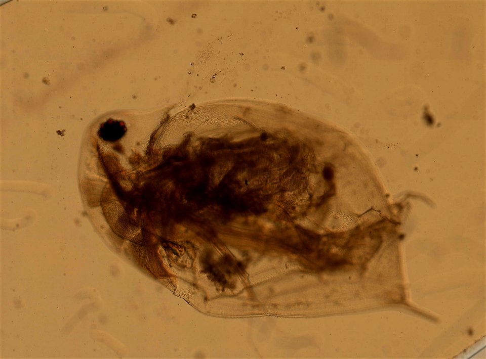 PRESERVED_SPECIMEN; ; ; microslide; HYPOTYPE. See: Brooks, John L. 1957. The systematics of North American Daphnia. Memoirs of the Connecticut Academy of Arts and Sciences. 13: 1-180.; IZ nu