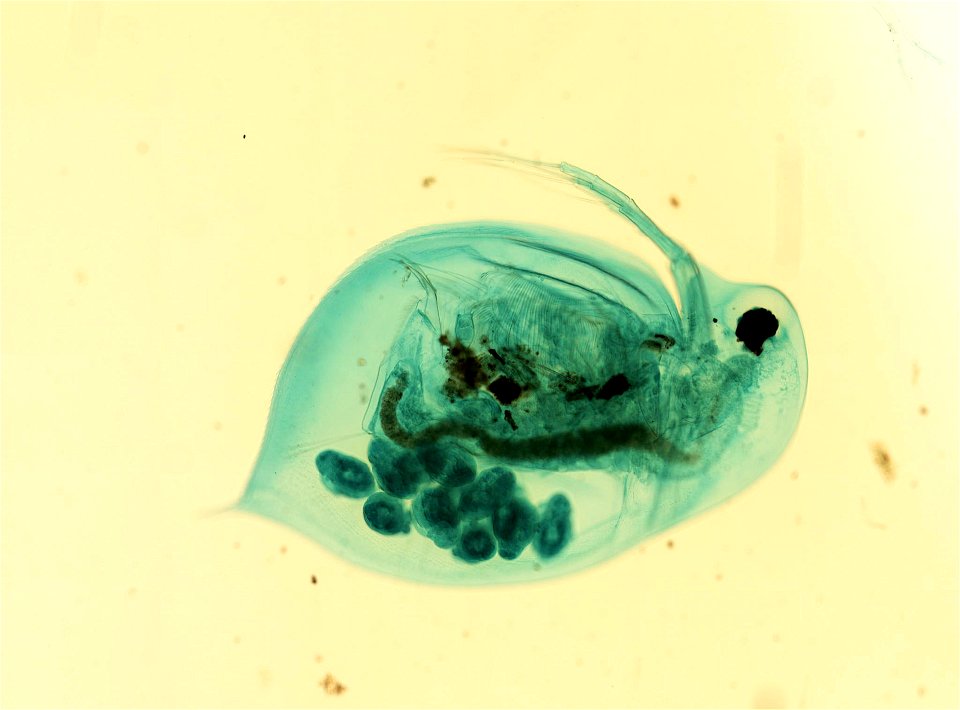 PRESERVED_SPECIMEN; ; ; microslide; HYPOTYPE. See: Brooks, John L. 1957. The systematics of North American Daphnia. Memoirs of the Connecticut Academy of Arts and Sciences. 13: 1-180.; IZ nu