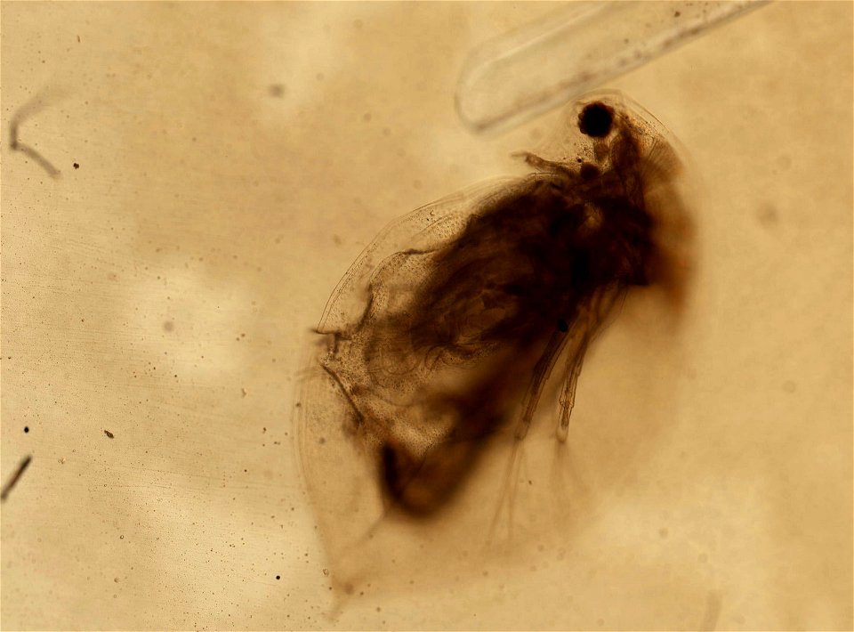 PRESERVED_SPECIMEN; ; ; microslide; HYPOTYPE. See: Brooks, John L. 1957. The systematics of North American Daphnia. Memoirs of the Connecticut Academy of Arts and Sciences. 13: 1-180.; IZ nu