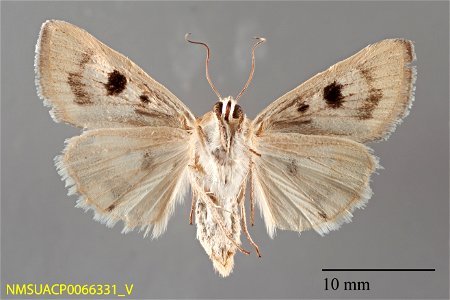 New Mexico State Collection of Arthropods Catalog #: NMSUACP0066331 Secondary Catalog #: 26413 Taxon: Heliocheilus paradoxus Grote Family: Noctuidae Determiner: G. Forbes (2007) Collector: G. Forbes D photo