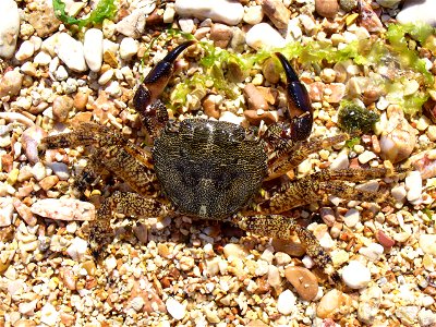 Marbled rock crab (Pachygrapsus marmoratus), male. The Black sea