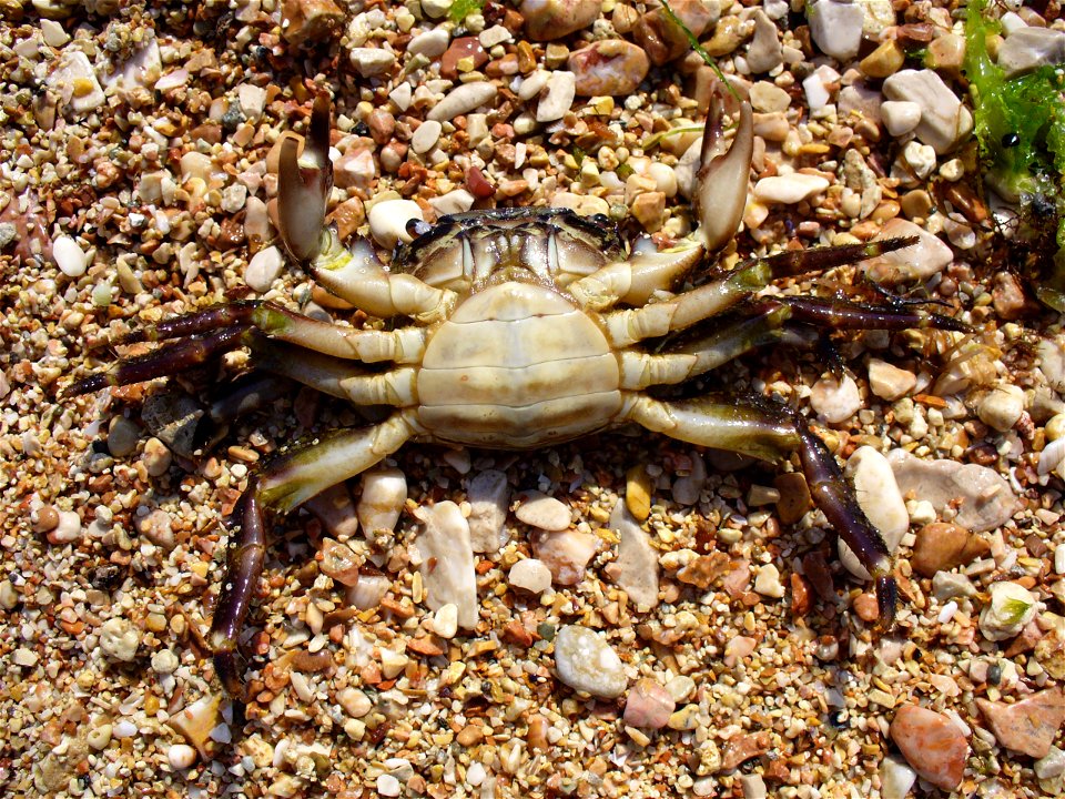 Marbled rock crab, female. The Black sea photo