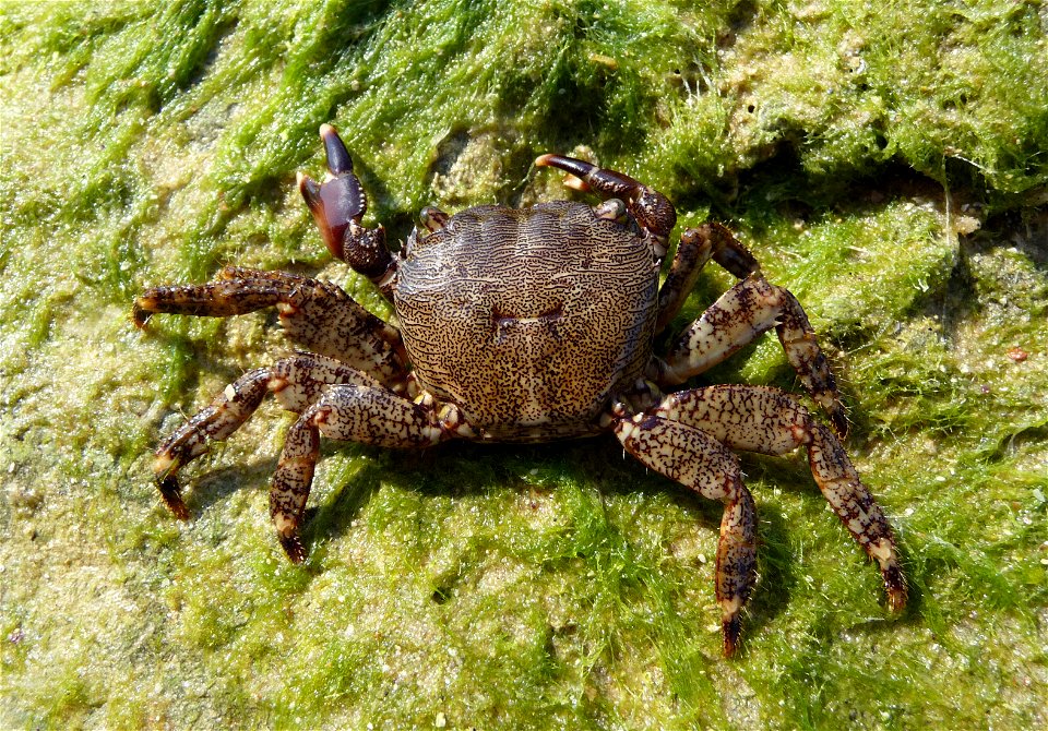 Marbled rock crab, female. The Black sea photo