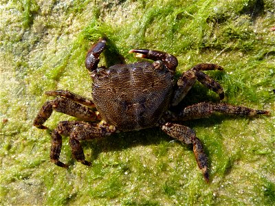 Quadratkrabben Pachygrapsus marmoratus, weiblich. Aufgenommen bei Sewastopol, Schwarzes Meer. Marbled rock crab (Pachygrapsus marmoratus), female. This crab running over rock with a sea algae in sur photo