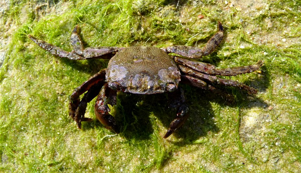 Marbled rock crab, female. The Black sea photo