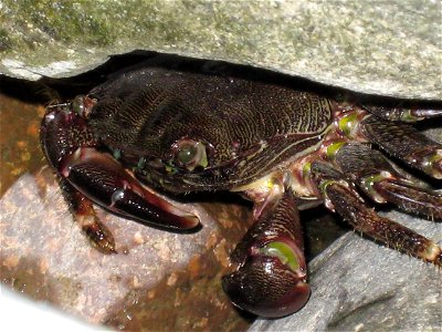 Marbled rock crab (Pachygrapsus marmoratus) photo