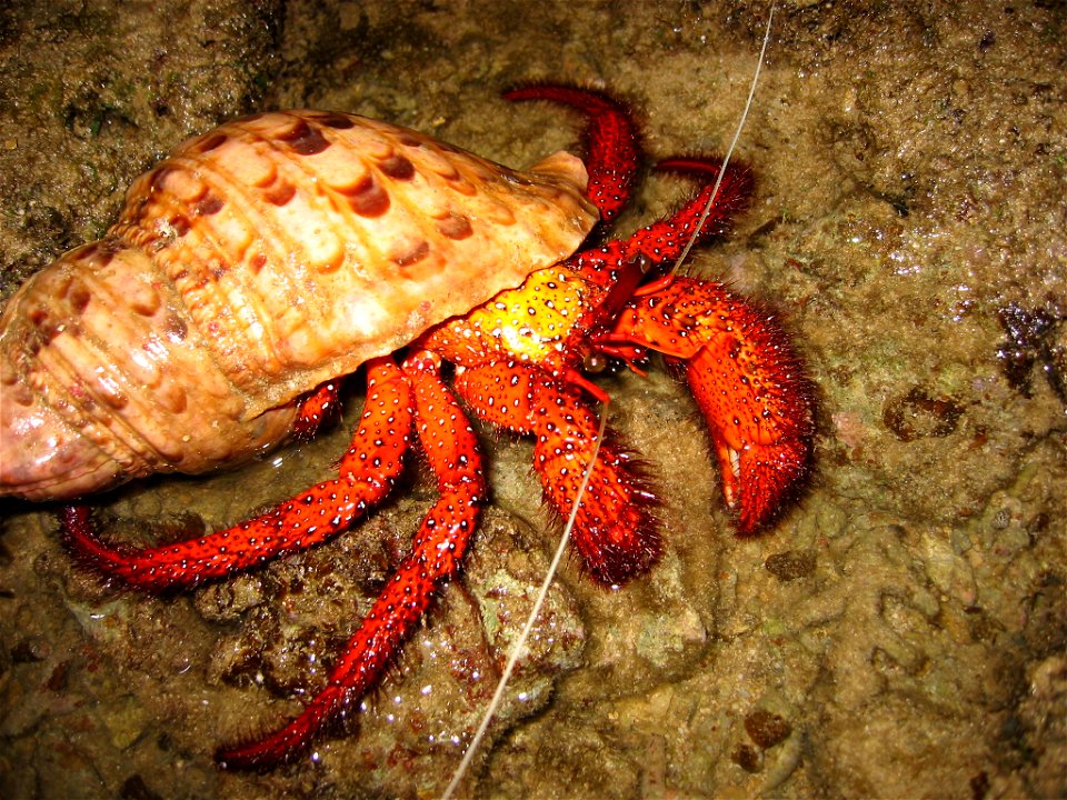 Dardanus megistos, wearing triton, taken at Haemida beach, Iriomote island, Japan.