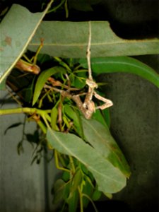 Achrioptera fallax eating exuvia photo