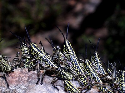 Black and yellow nymphs of the locust Phymateus viridipes - Magaliesberg, South Africa photo