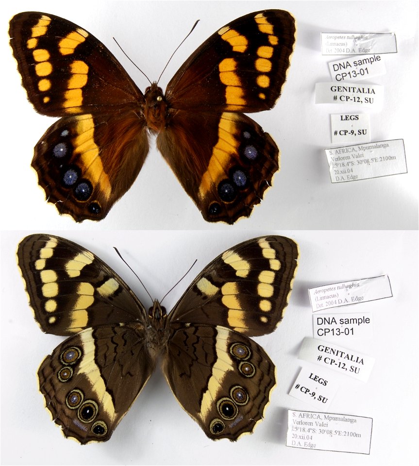S. AFRICA.  Mpumalanga Verloren Valei,  MPE 2006, Biol.Lett.2008, PRS 2009, ZS 2010, MPE 2010,  Exemplar, thnx D.A. Edge, ,  <a href="http://nymphalidae.utu.fi/story.php?code=CP13-01" rel="nofollow