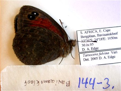 SOUTH AFRICA.  E. Cape, Bergplaas, Baviaanskloof,  PRS 2009,  Exemplar,  <a href="http://nymphalidae.utu.fi/story.php?code=NW144-3" rel="nofollow">see in our database</a>