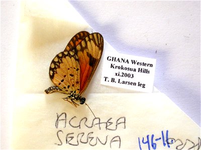 GHANA. MPE 2008, Exemplar, <a href="http://nymphalidae.utu.fi/story.php?code=NW146-11" rel="nofollow">see in our database</a> photo