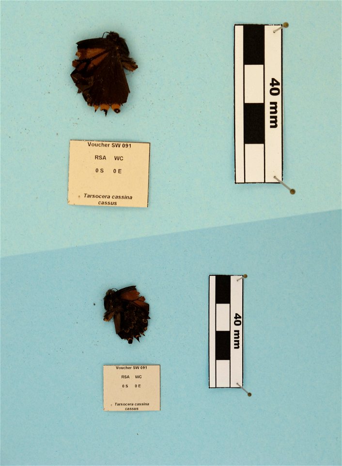 South Africa.  Western Cape:,  Price et al 2011. Syst Ent,   <a href="http://nymphalidae.utu.fi/story.php?code=SW-091" rel="nofollow">nymphalidae.utu.fi/story.php?code=SW-091</a>