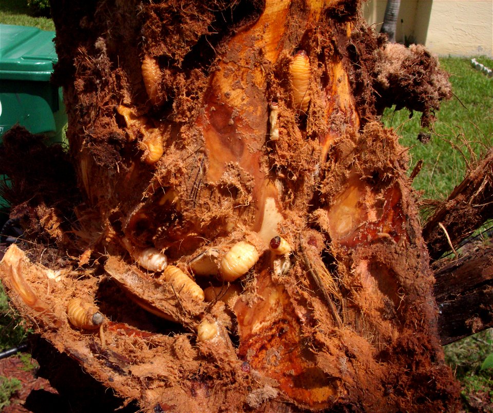 Palmetto weevil grubs infesting a Bismarck tree photo