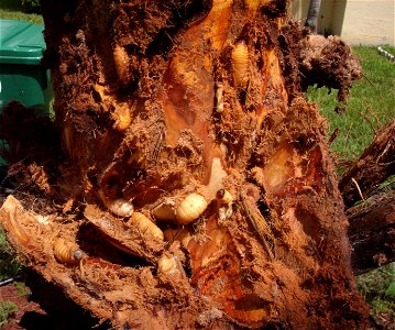 Palmetto weevil grubs infesting a Bismarck tree
