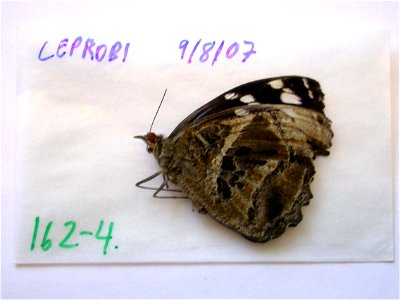 MEXICO.  CEPROBI,    <a href="http://nymphalidae.utu.fi/story.php?code=NW162-4" rel="nofollow">see in our database</a>