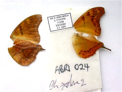 ETHIOPIA.  Arbe Minch.,  MPE 2009,   <a href="http://nymphalidae.utu.fi/story.php?code=ABRI-024" rel="nofollow">see in our database</a>