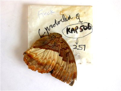GHANA. BIA, MPE 2009, BJLS2010, <a href="http://nymphalidae.utu.fi/story.php?code=KAP251" rel="nofollow">see in our database</a> photo