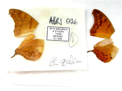 ETHIOPIA.  Arbe Minch.,  MPE 2009,   <a href="http://nymphalidae.utu.fi/story.php?code=ABRI-026" rel="nofollow">see in our database</a>