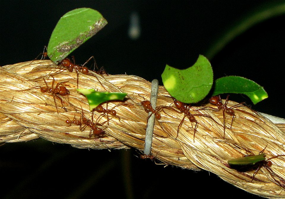 Leaf cutter ants Atta cephalotes (Bug World, Bristol Zoo, England). The grey piece is a wire binding the rope. photo
