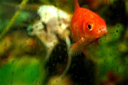Gold fish on fish tank photo