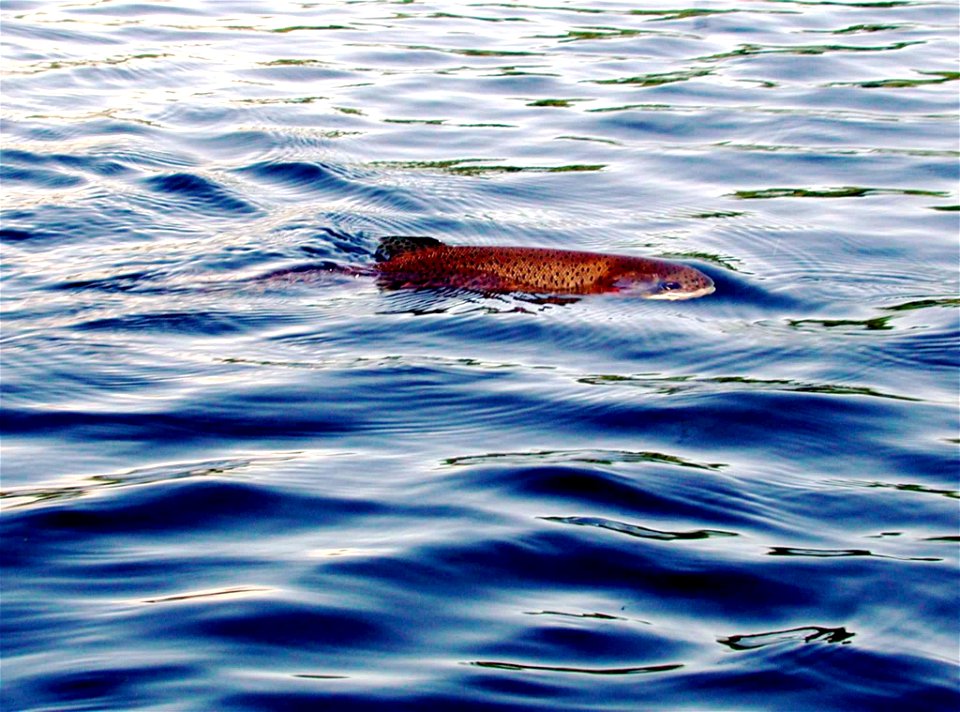 Image title: Rainbow trout fish on water surface Image from Public domain images website, http://www.public-domain-image.com/full-image/fauna-animals-public-domain-images-pictures/fishes-public-domain photo