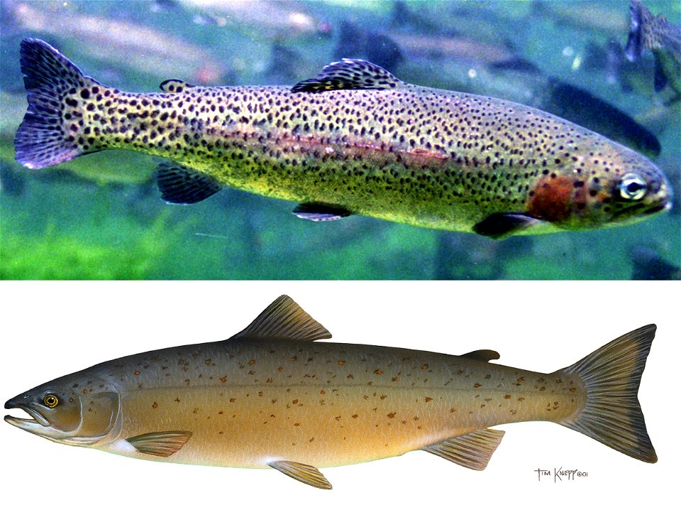 虹鳟（Oncorhynchus mykiss）和大西洋鲑（Salmo salar） photo