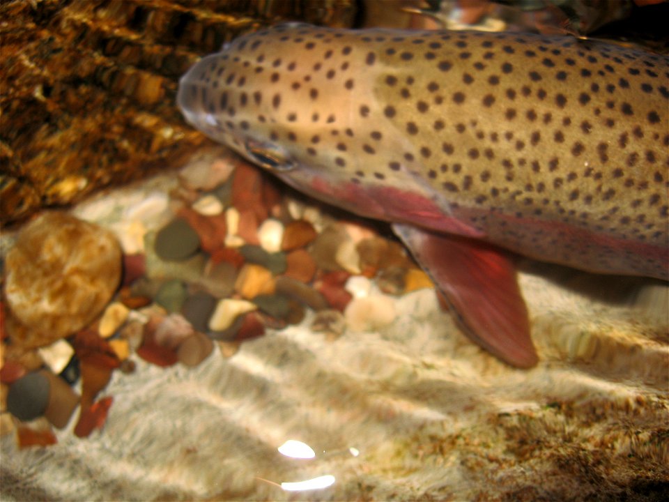 A rainbow trout at the Oklahoma City Zoo