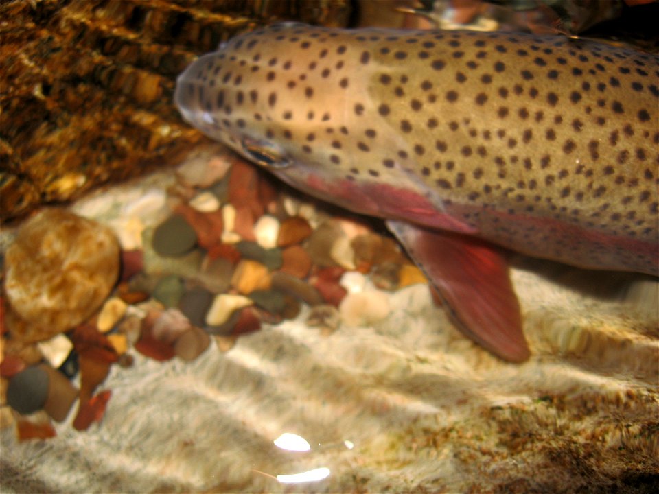 A rainbow trout at the Oklahoma City Zoo photo