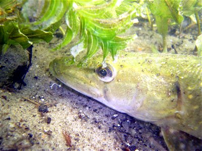 Northern Pike - picture taken with Sony DSC5 in 3 m depth in Straussee near Strausberg