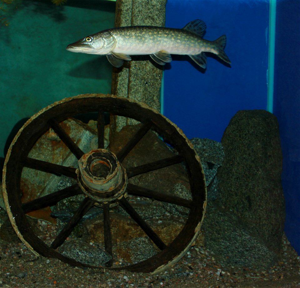 Northern pike on exhibition Subaqueous Vltava, Prague 2011, Czech Republic