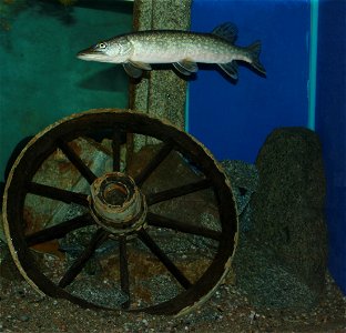Northern pike on exhibition Subaqueous Vltava, Prague 2011, Czech Republic