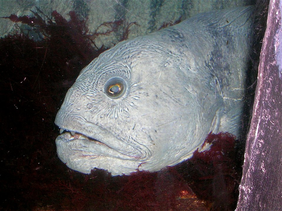Atlantic wolf fish in Bergen aquarium