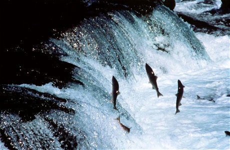 Image title: Adult sockeye salmon encounter a waterfall on their way up river to spawn Image from Public domain images website, http://www.public-domain-image.com/full-image/fauna-animals-public-domai photo