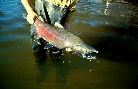 Image title: Chinook salmon fish Image from Public domain images website, http://www.public-domain-image.com/full-image/nature-landscapes-public-domain-images-pictures/bay-public-domain-images-picture photo