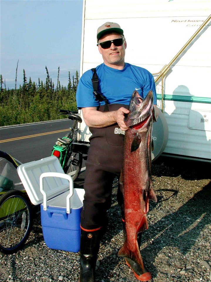 Image title: Fisherman with adult chinook king salmon
Image from Public domain images website, http://www.public-domain-image.com/full-image/sport-public-domain-images-pictures/fishing-and-hunting-pub