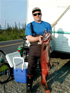 Image title: Fisherman with adult chinook king salmon Image from Public domain images website, http://www.public-domain-image.com/full-image/sport-public-domain-images-pictures/fishing-and-hunting-pub photo