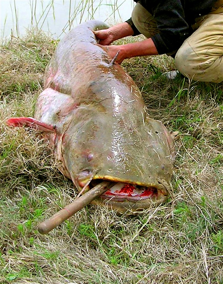 Сом. Сырдарья. Wels catfish (Siluris glanis), captured in the Syr Darya.