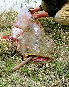 Сом. Сырдарья. Wels catfish (Siluris glanis), captured in the Syr Darya.