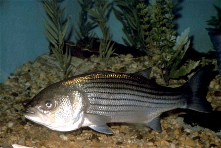 Image title: Morone saxatilis striped bass fish close up underwater high definiton image Image from Public domain images website, http://www.public-domain-image.com/full-image/fauna-animals-public-dom photo
