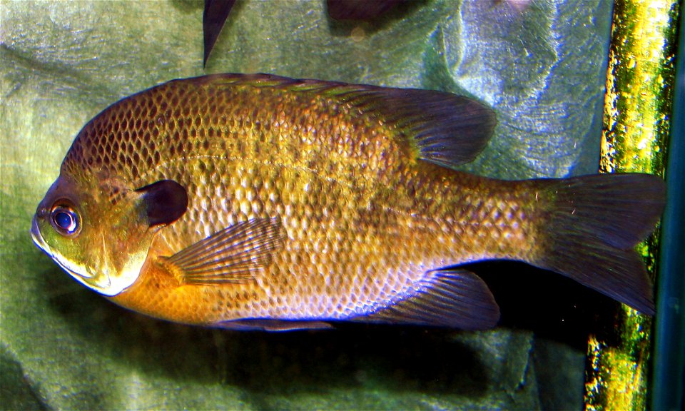 Bluegill (Lepomis_macrochirus) at Lousiville Zoo in Kentucky photo