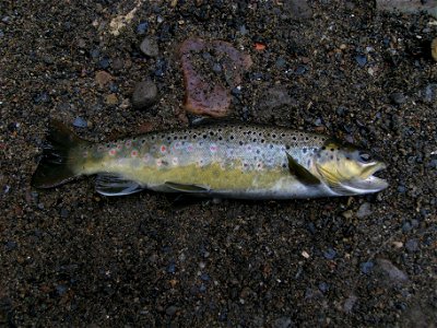 Young brown trout from the River Derwent, Rowlands Gill, North-East England