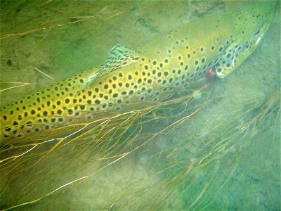 Brown trout from Madison River, Yellowstone National Park, Wyoming photo