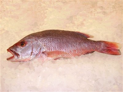 A red snapper (Lutjanus campechanus) photo