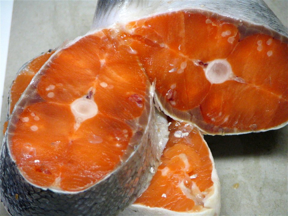 Henneguya salminicola, a protozoan parasite commonly found in the flesh of salmonids on the West Coast of Canada.