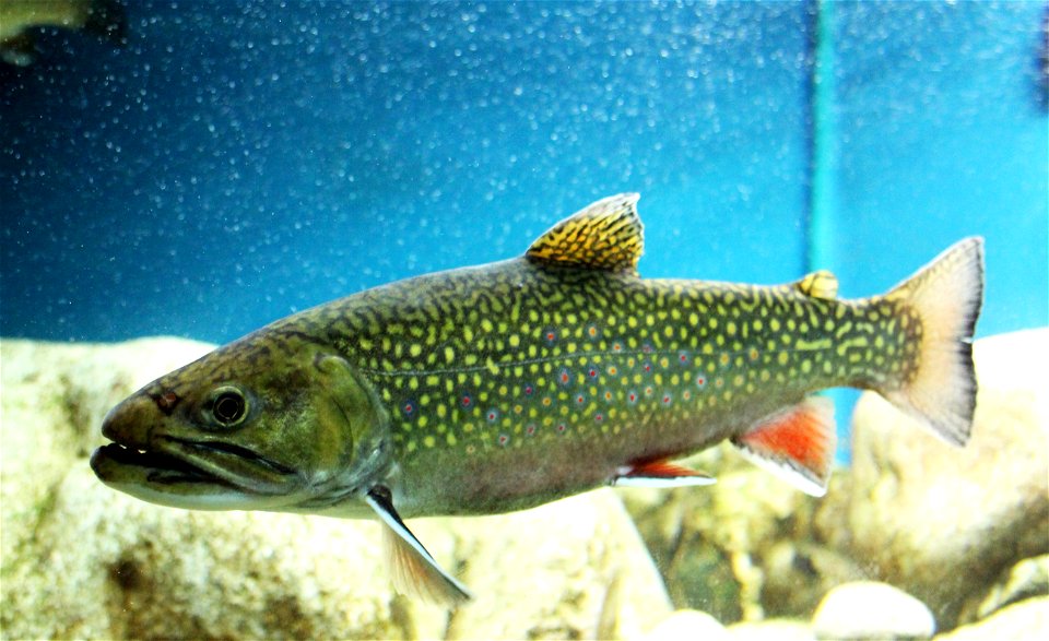 Brook trout on exhibition Subaqueous Vltava, Prague 2011, Czech Republic