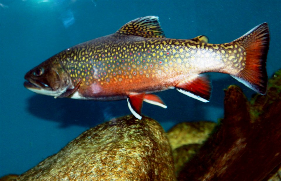 Fish Brook trout on exhibition Subaqueous Vltava, Prague 2011, Czech Republic