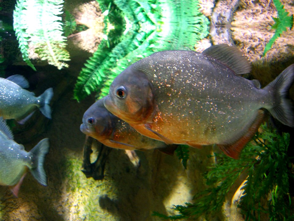 Pygocentrus nattereri (Serrasalmus nattereri)