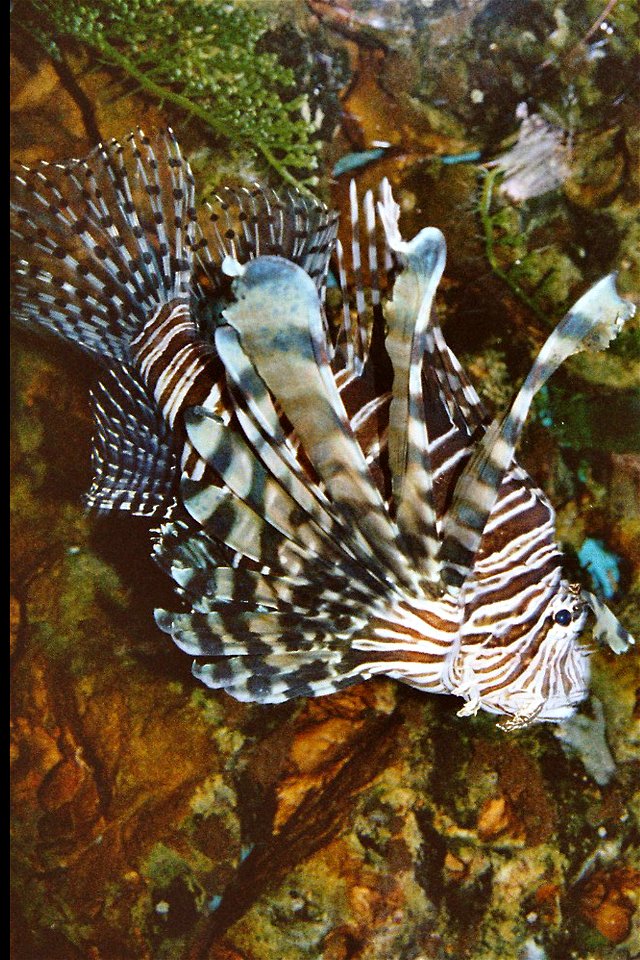 Pterois antennata-1 photo